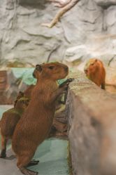 -Zoolung Zoolung动物主题公园(海信广场店)