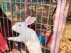 -呼吸森林·生态农庄农家乐私房菜