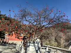 -潭柘寺景区