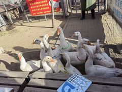 -河北村民俗体验园