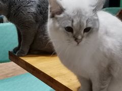 -猫色咖啡·猫咖