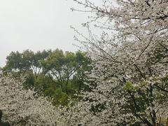 -南山植物园
