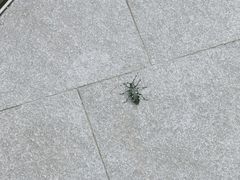 -卓粤拉肠(红庙店)