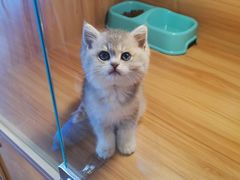 -猫十亿·布偶金渐层·曼基康矮脚猫舍(青年路店)
