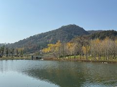 -千年银杏谷文化旅游区