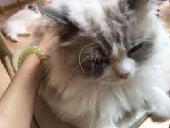 -猫咪派对(江南西店)