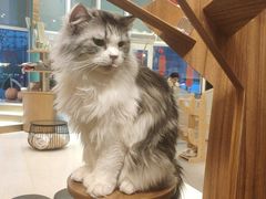 -飞行喵MR PILOT|猫舍·猫咖(静安大融城店)