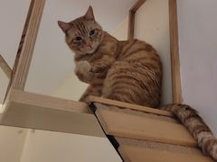 -滚猫咖啡·猫咖·猫友好撸猫(未来城店)