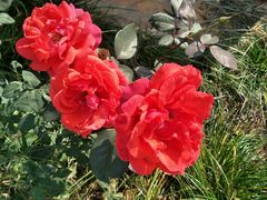 -武汉紫薇都市田园