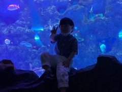 -芜湖新华联大白鲸海洋公园