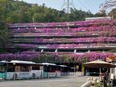 -深圳仙湖植物园