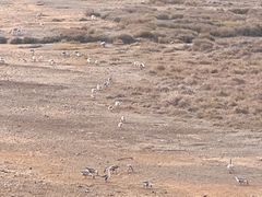 -鄱阳湖国家湿地公园