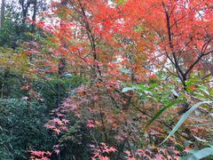 -西湖风景区-江洋畈生态公园