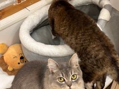 -Let's go狗咖·猫咖·奶狗·桌游(春熙路IFS店)