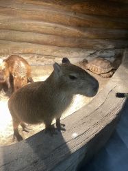 -Zoolung Zoolung动物主题公园(海信广场店)