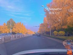 -三里屯东五街银杏大道