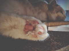 -瞄一喵猫咖(格力海岸店)