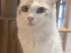 -囡的喵喵酱·萌宠生活馆·宠物洗护美容(胶州路店)