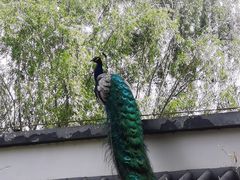 -南海子公园