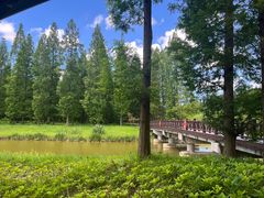 -黄海国家森林公园