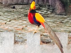 iphone_upload_pic-百鸟园