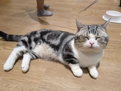 -1013 PET SHOP精品宠物商店(丁香店)