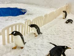 -广州热雪奇迹