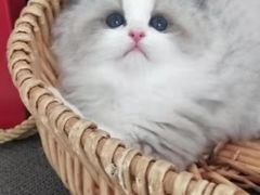 -青奢宠物·青奢猫舍