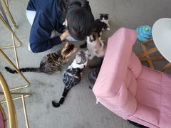 -泰国佛·塔罗·泰牌狐仙古曼