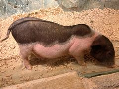 -正佳雨林生态植物园