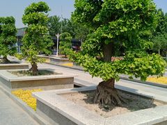 -石家庄市植物园
