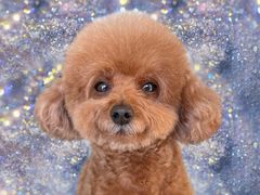 -派多格宠物(御景湾店)