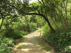 -羚羊峡古栈道森林公园