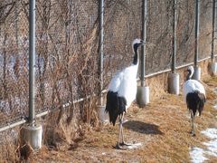 -钏路市丹顶鹤自然公园