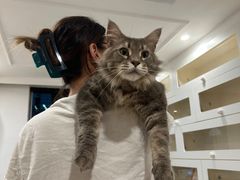-楼上猫咖(罗湖店)