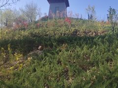 -黄金寨原生态旅游区