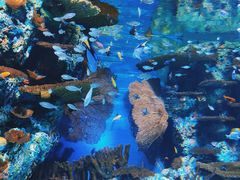 -上海海洋水族馆