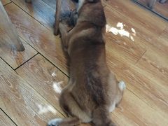 -柴犬高等学院·狗咖·柴犬售卖·宠物训练