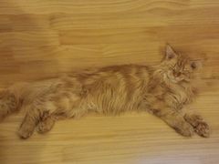 -猫腻·猫咖·撸猫馆(星光大道店)