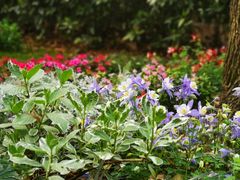 -上海共青森林公园