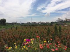 -隔田烧鸡