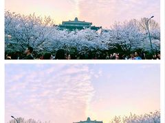 -武汉大学-樱园