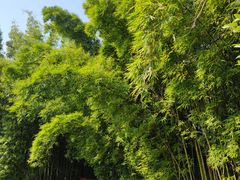 -广州市石门国家森林公园