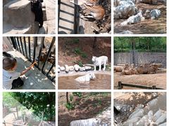 -石家庄市动物园