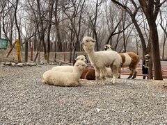 -北京野生动物园