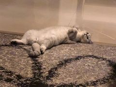 -糯米喵星人总部直营旗舰店·猫舍·幼猫出售