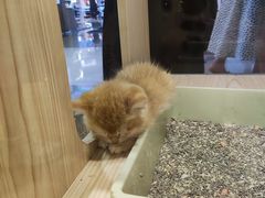 -屋虎猫馆(宝安大仟里店)