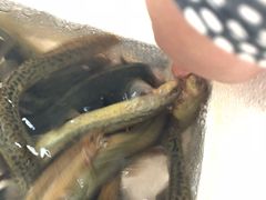 -台山第一家兴华黄鳝饭·黄鳝婆(开平店)
