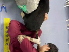 -美联众合爱康动物医院•复杂内科•肿瘤科•牙科•腔镜诊疗中心
