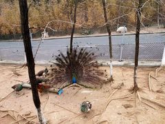 -西霞口神雕山野生动物世界